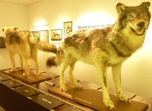 Le musée du loup, Le Cloître St Thégonnec